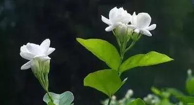 爱的芬芳，情人草的花语与寓意（探索情人草的浪漫世界）