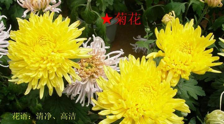 南通市花——菊花的象征与意义