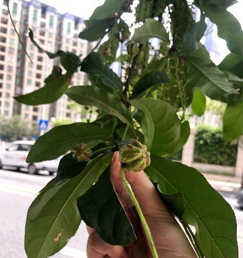 南烛叶的种植与养护（探秘南烛叶）