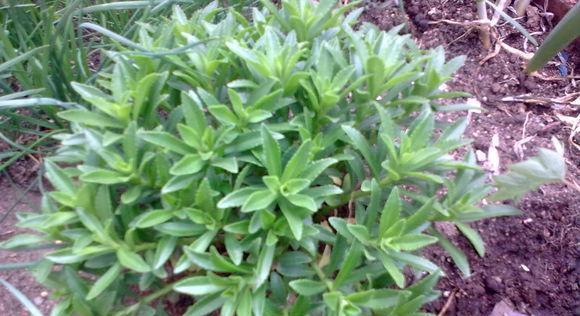 探寻世界上可食用的植物（从叶子到根茎）