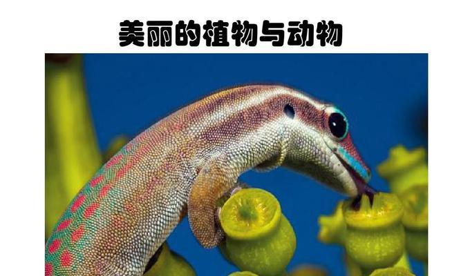 能穿的动植物大盘点（探秘身上自带“服装”的动植物世界）