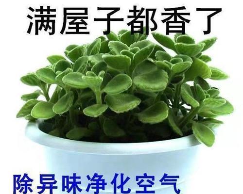 空气净化植物大盘点（15种植物让你的室内空气更清新舒适）