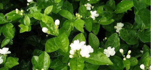 能杀菌的植物种类介绍（自然杀菌的神奇力量）