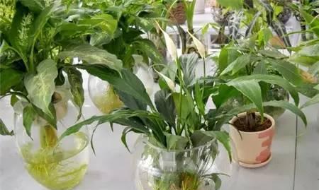 水培植物大全（让你轻松打造室内绿色空间）