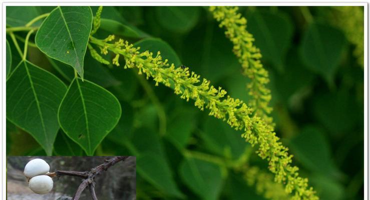 能榨油的植物大盘点（探寻植物油的世界）