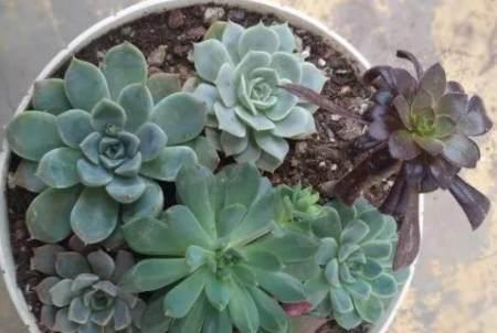 如何选择适合的泥土种植植物（从成分、排水性、酸碱度三方面考虑）