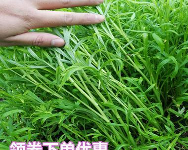 泥蒿种植全指南（时间、方法、技巧一网打尽）
