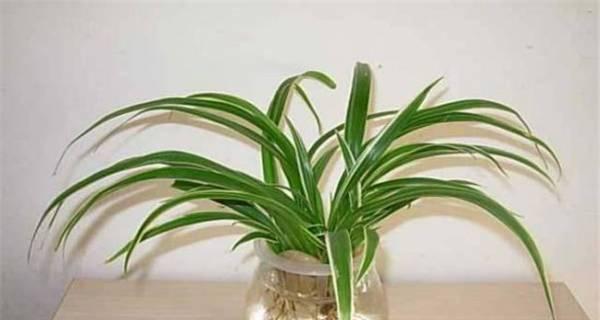 科学浇水，让兰花更美丽（用尿液浇兰花）