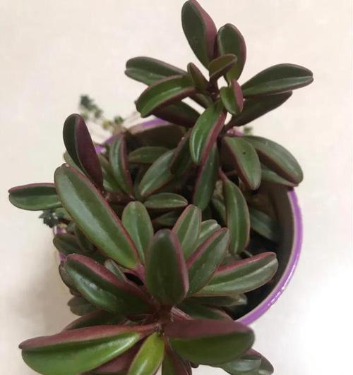 用尿液浇灌多肉植物是否可行（科学证明与实践探究）