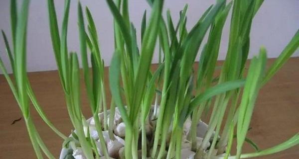 能否用尿液浇大蒜（揭开尿液浇花的真相与误区）