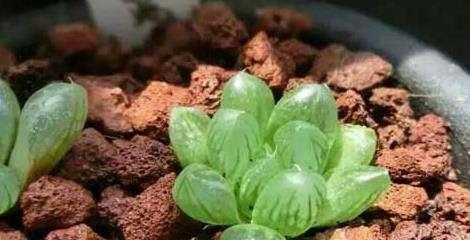 为什么多肉植物可以用尿液浇灌（解析尿液的营养成分和浇水方法）
