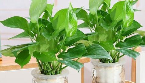 绿萝可否用尿液浇灌（尿液肥料的真相与使用方法）
