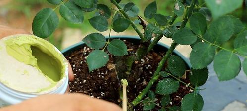 尿液浇月季花的效果如何（了解尿液的养分成分及使用方法）