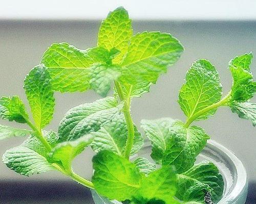 爆盆奇妙之柠檬薄荷（种植技巧）