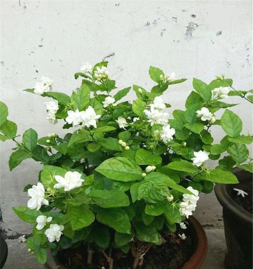 柠檬花的养殖方法（打造清香怡人的柠檬花园）