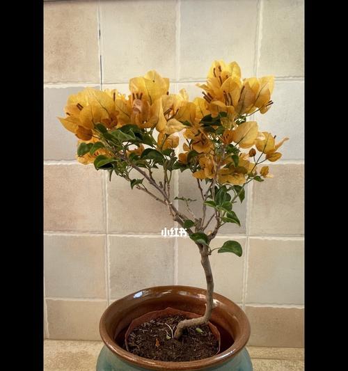 了解柠檬黄三角梅勤花之美（探寻柠檬黄三角梅勤花的特点）