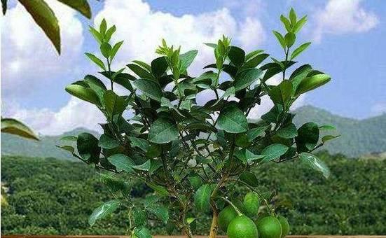 柠檬肥料的制作与应用（柠檬皮）