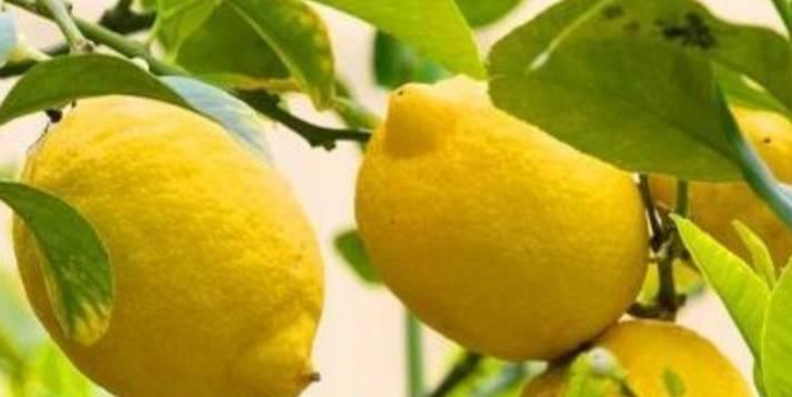 分析柠檬落果的原因（探究柠檬果实落下的原因及其防治方法）