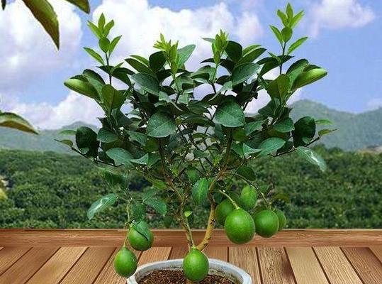 柠檬种植技巧详解（什么时候播种最合适）