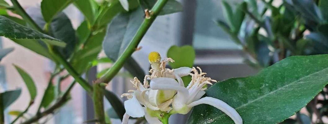 揭秘柠檬自花授粉之谜