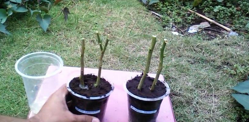 插枝繁殖柠檬树的技巧（探究插枝繁殖柠檬树的成功率及注意事项）