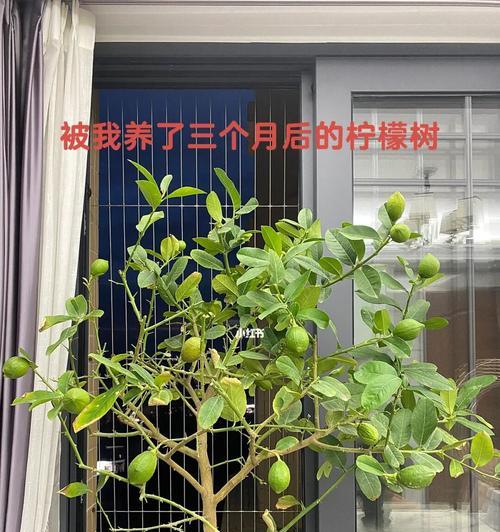 柠檬树长虫子怎么办（有效防治虫害）