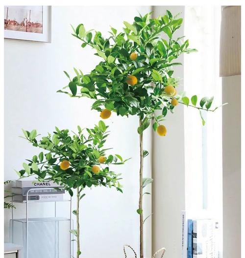 室内养柠檬树的秘诀（柠檬树适合室内种植吗）