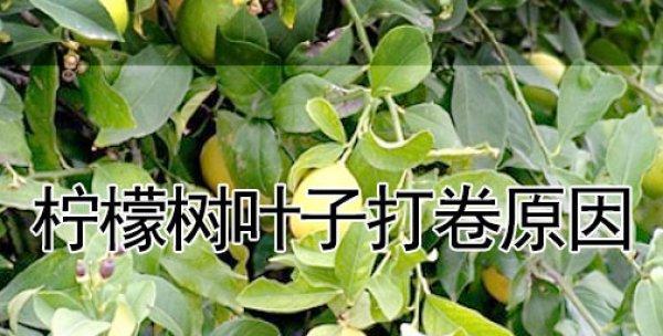 柠檬树叶子卷曲的原因与处理方法（柠檬树叶子卷曲可能的原因）