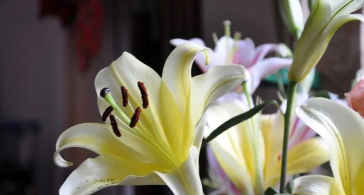 西伯利亚百合花语的深意（探寻西伯利亚百合花的内涵与象征意义）