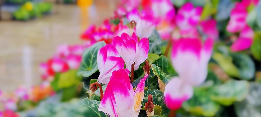 仙客来花的花语与美丽寓意（传递希望与祝福的仙客来花语）