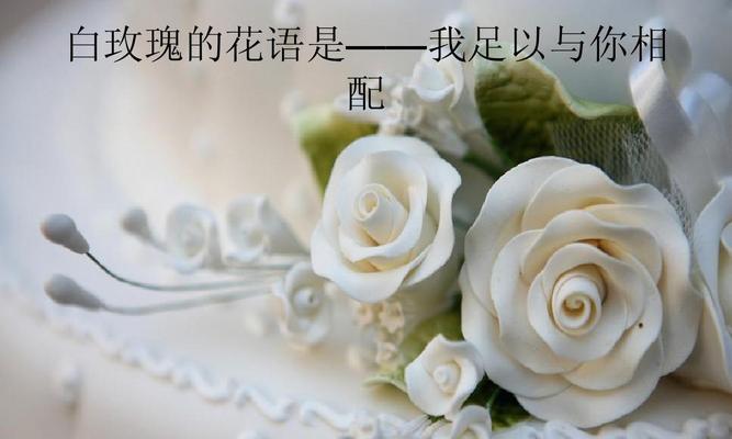 21朵玫瑰花语之爱的告白（从纯真到永恒）