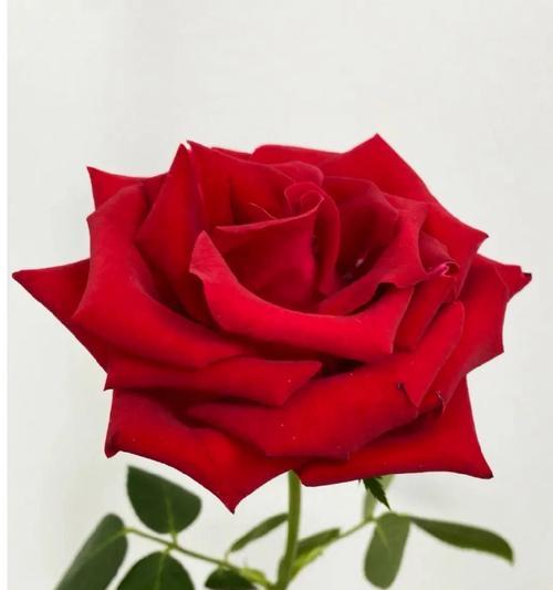 29朵玫瑰花的花语（探寻29朵玫瑰花所传递的深情寓意）