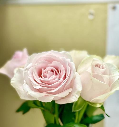 29朵玫瑰花语（从19朵到33朵）