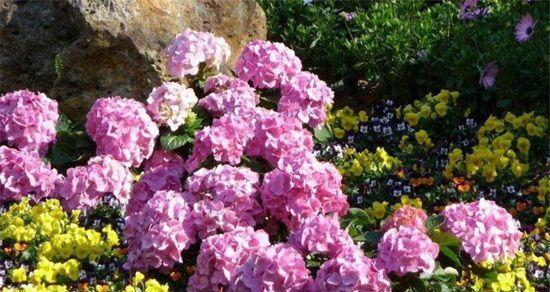 八仙花（揭开八仙花的神秘面纱）