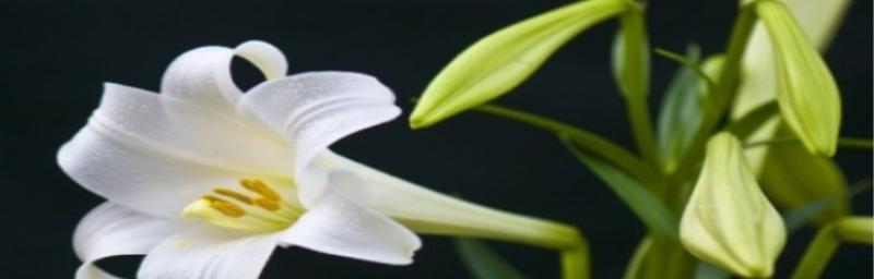 白百合的花语（清纯无暇的爱之象征）