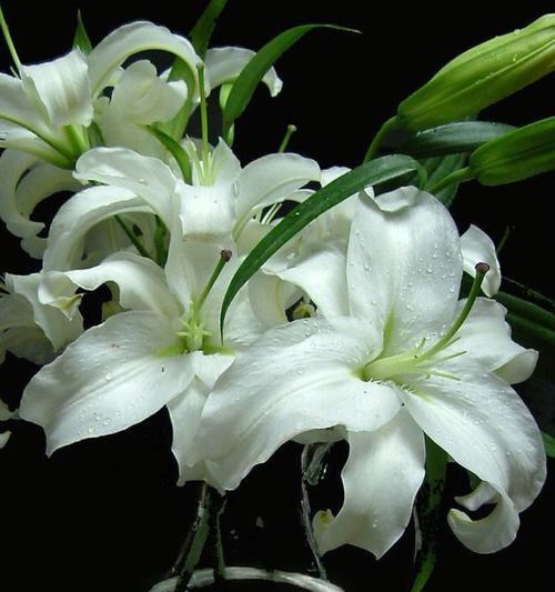 白百合花的寓意及象征——纯洁与爱的象征（探寻白百合花的含义）