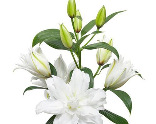 白百合花的花语之美（净化心灵的芳香）