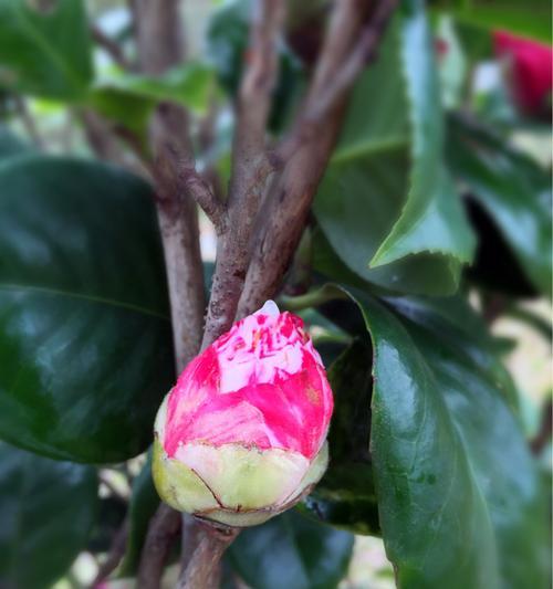 白茶花的花语——静谧与纯洁（揭开白茶花背后的花语密码）