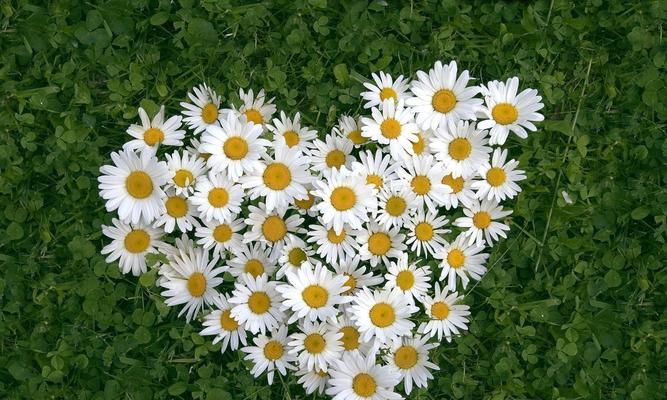 白菊花的寓意与象征（深入解读白菊花的传统含义与现代象征）