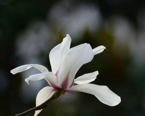 白兰花的代表意义——坚韧与纯洁（白兰花）