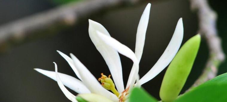 白兰花之美（探索白兰花的神秘意义与魅力）