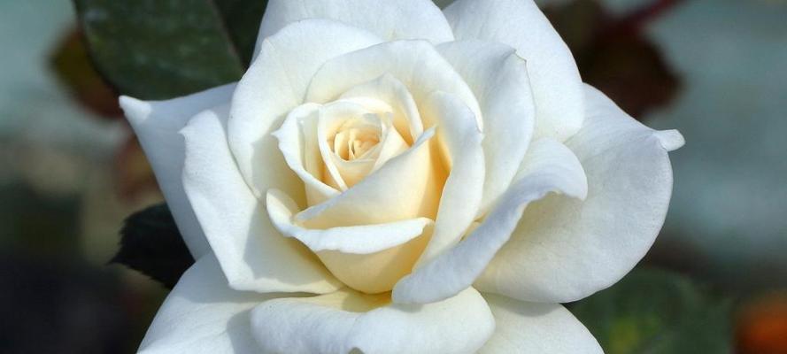 白玫瑰的花语和象征（探索白玫瑰的花语及其象征意义）