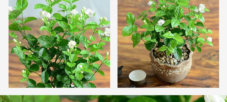 水培茉莉花的养护技巧（打造居家芳香装饰）