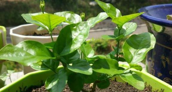水培茉莉的养殖技巧（让你的水培茉莉更旺盛）