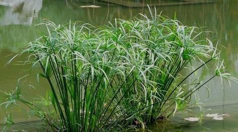 水生植物的生长环境与条件（打造水上的绿色海洋）
