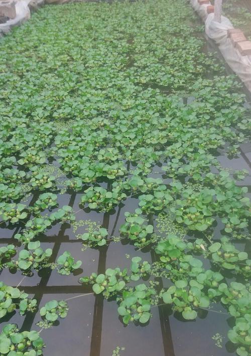 水生植物大观（深入探究常见水生植物）
