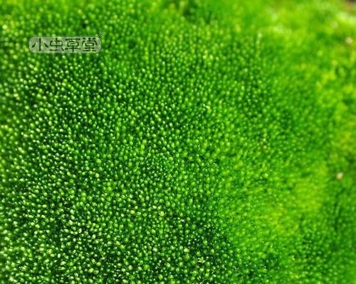 水苔的养殖方法（从选材到管理）
