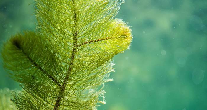 水下植物的生态与保护（探究水下植物的生态环境及生存特点）
