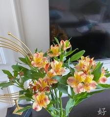 水仙百合插花全攻略（从养殖到插花）