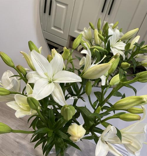 水仙百合的芳香之谜（探究水仙百合是否有香味及其成分与性质）